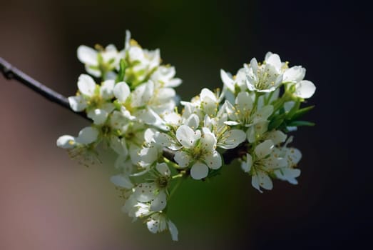 Vintage photo of white cherry flower in spring. Shallow depth of field. Selective focus.