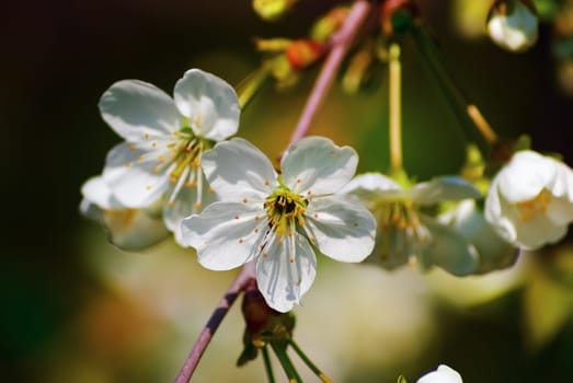 Delicate white flowers cherry on blurred background. Spring flowering. Shallow depth of field. Selective focus.