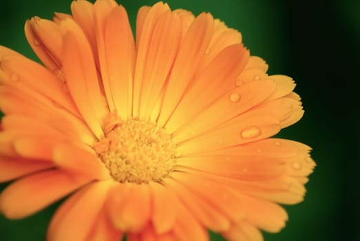 Blossoming calendula. Bright orange marigold flower with water droplets on the petals close up. Shallow depth of field. Selective focus. The effect of soft focus.
