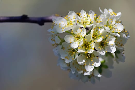 Blossoming tree branch with white flowers on blurred bokeh background. Shallow depth of field. Selective focus.