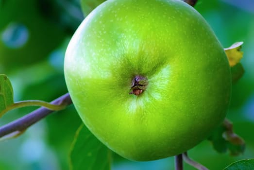 Green unripe apple growing on a tree branch. Shallow depth of field. Selective focus.