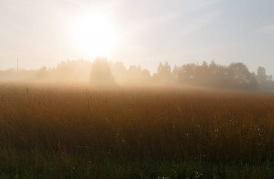 Fog over a field of tall grass at dawn. Silhouettes of trees in the background, on the background of bright sunlight. Rural landscape.