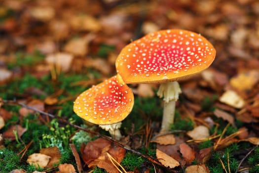Amanita muscaria. Two red poisonous mushrooms in the autumn forest. Shallow depth of field. Selective focus.