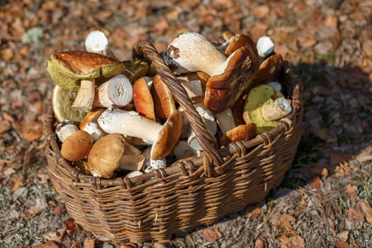Mushrooms in the basket in autumn forest. Selective focus.