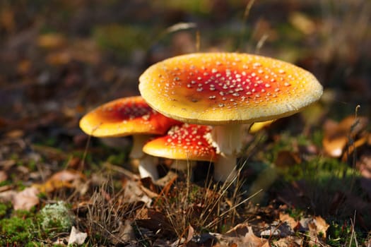 Amanita muscaria. Poisonous mushrooms different size in the autumn forest. Shallow depth of field. Selective focus.