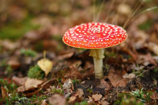 Amanita muscaria. Poisonous Mushroom in the autumn forest. Shallow depth of field. Selective focus.