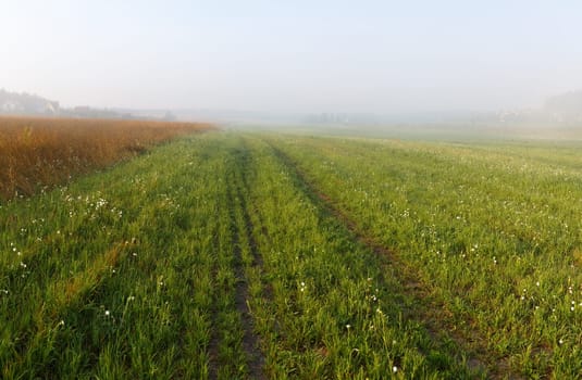 Foggy meadow at morning. Rural landscape with bright green grass.