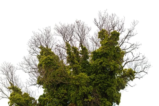 Old dry tree, densely braided green bindweed