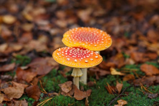 Amanita muscaria.  Two wild hallucinogenic mushrooms in the autumn forest. Shallow depth of field. Selective focus.