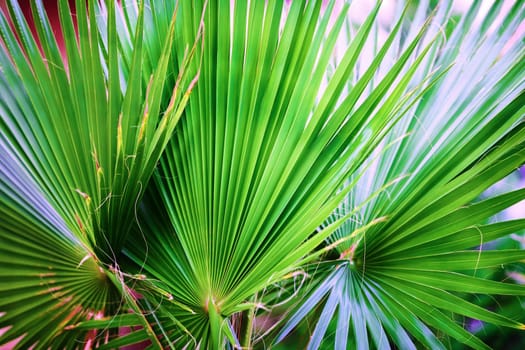Close-up of green palm leaves. Palm leaves background. Shallow depth of field. Selective focus.