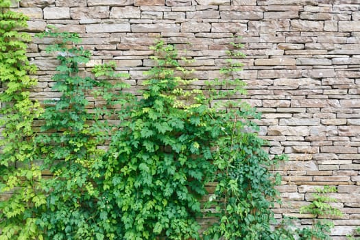 Old vintage stone wall and green bindweed. Front view.