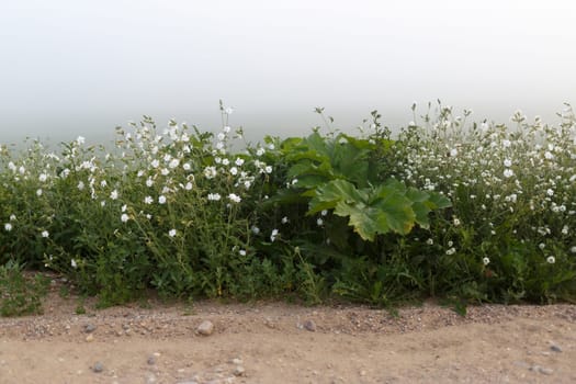 Green grass field with white wildflowers in the summer in a fog against the sky of peace and meditation. Mist over the meadow. Shallow depth of field. Selective focus.