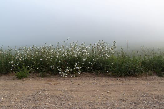 Wild flowers and green wild grass in the dense morning fog early summer morning. Weeds in the fog. Shallow depth of field. Selective focus.