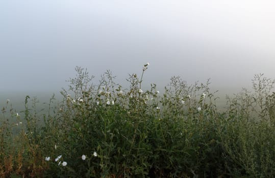 Green wild grass in the dense morning fog summer morning. Mist over the meadow. Shallow depth of field. Selective focus on foreground.