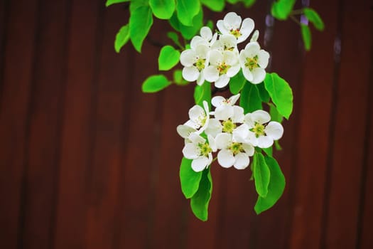 Spring flowering. Blossoming tree branch with white flowers and bright green leaves against brown background. Shallow depth of field. Selective focus.