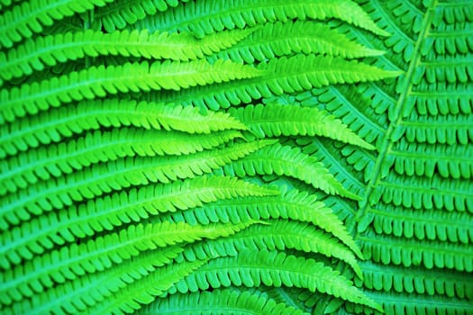 Green fern leaves. Bright green fern. Shallow depth of field. Selective focus.