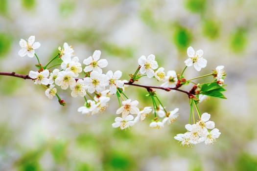 Spring flowering background. Blossoming tree branch with white flowers on blurred bokeh background. Shallow depth of field. Selective focus.