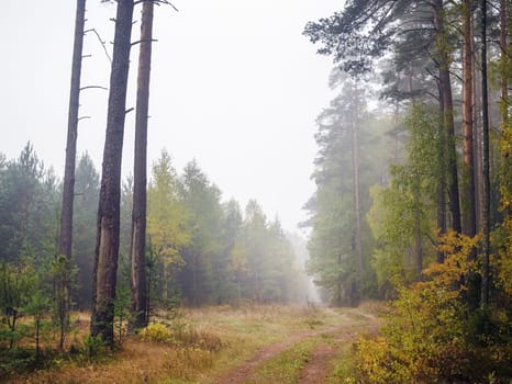 Autumn forest after rain. Gravel road through the trees. Overcast gray sky.