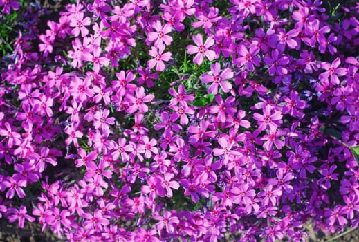 Purple phlox subulata. Background of flowers phlox subulata.