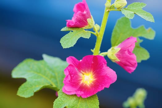 Beautiful bright purple mallow flowers on a blue background. Hollyhock flower. Shallow depth of field. Selective focus.