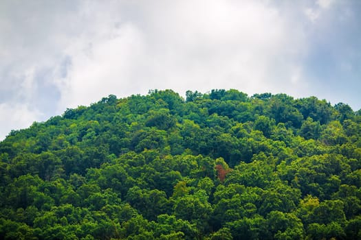 Lush green forest on the mountain peak. Dense vegetation on the background of cloudy sky.