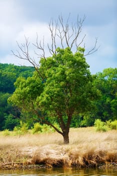Bright green tree among the yellowed grass on the bank of the pond. Shallow depth of field. Selective focus.