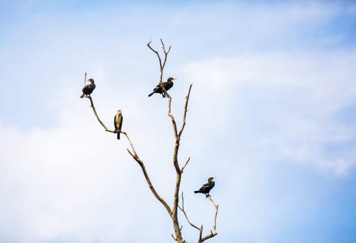 Great black cormorants sitting on a dry tree against the blue sky. Phalacrocorax carbo. Water birds on the tree.