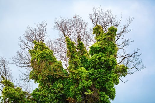 Close-up of a tree covered with lush green vegetation. Old dry tree, densely braided green bindweed with lush foliage.