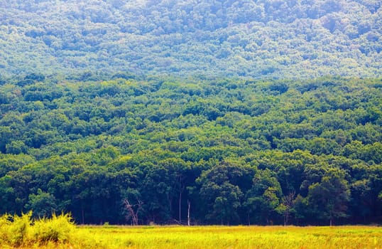 Green forest at the foot of the mountain. Lush vegetation on the mountainside.