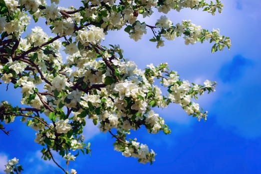 Blossoming tree with white flowers against the blue sky. Spring flowering.