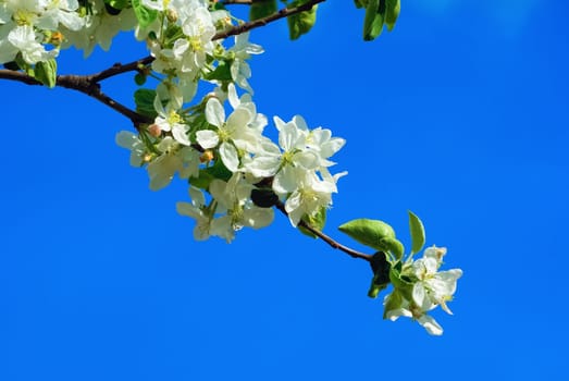 A branch of a blossoming tree with white flowers against the blue sky. Spring flowering.
