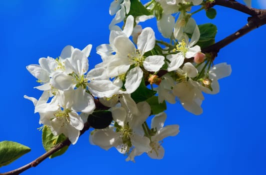 Sprig of apple blossom on blue sky background. Spring flowering. Shallow depth of field.