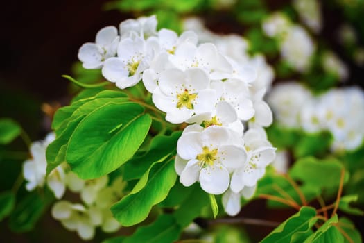 Blossom tree branch. Spring white flowers  and green leaves on blurred background with bokeh. Soft focus effect. Shallow depth of field. Selective focus.