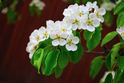 Photo of blossoming tree branch with white flowers on bokeh bright brown background. Shallow depth of field. Selective focus.