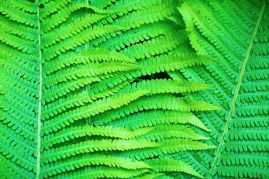 Fresh bright green fern leaves as a background.