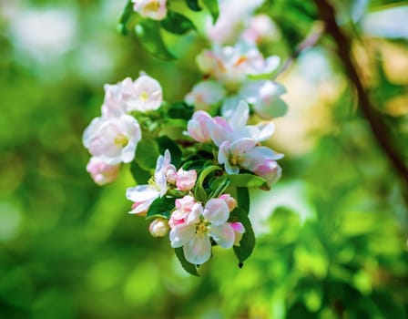 Blossoming tree with flowers and green leaves on green blurred bokeh background.