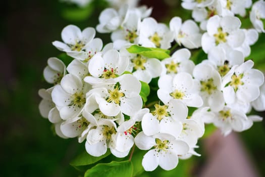 Beautiful bright white flowers and green leaves on a tree branch. Shallow depth of field.