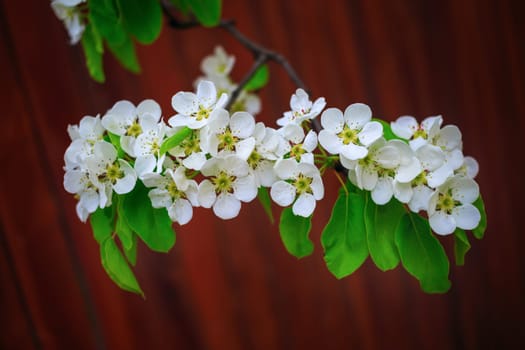 Blossoming tree branch with white flowers and green leaves on bokeh bright brown background. Shallow depth of field. Selective focus.