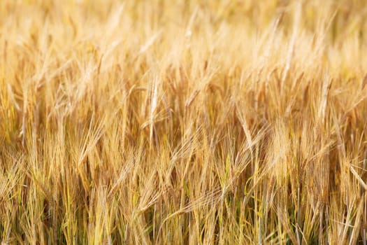 Closeup of golden wheat field on a bright sunny day. Shallow depth of field. Selective focus.