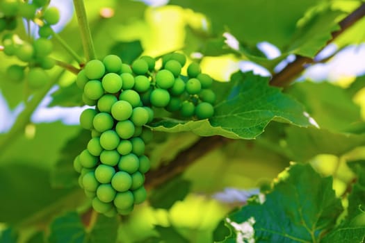 Unripened green grape on a blurred background of green foliage in vineyard. Shallow depth of field. Selective focus.