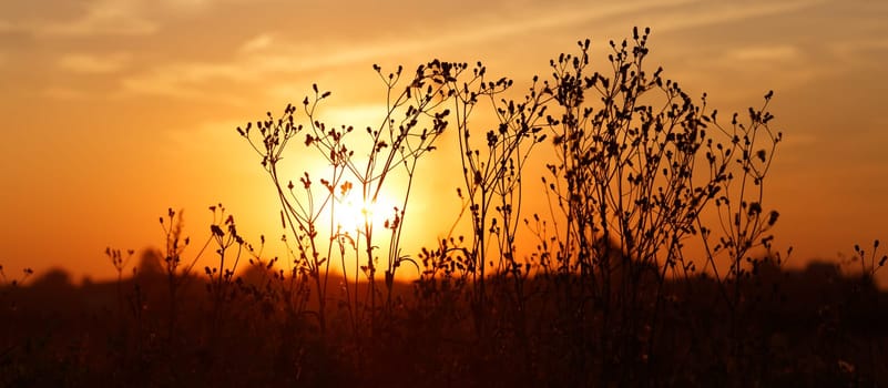 Silhouettes of dry weeds on the background of a golden sunset. Panoramic shot. Shallow depth of field. Selective focus.