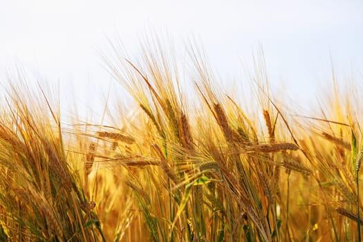 Wheat ears close-up. Golden wheat field. Shallow depth of field. Selective focus.