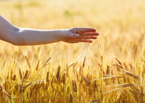 Female hand on the background of a wheat field. Ripe ears of wheat. Shallow depth of field. Selective focus.