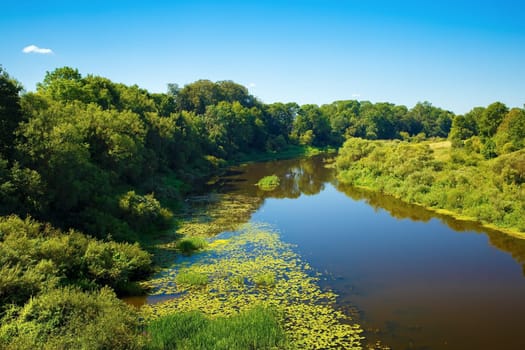 Calm river with thickets of trees and shrubs along the banks. Sunny summer day. Surface of the water with the reflection of blue sky.
