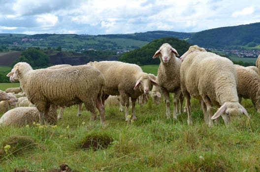sheep