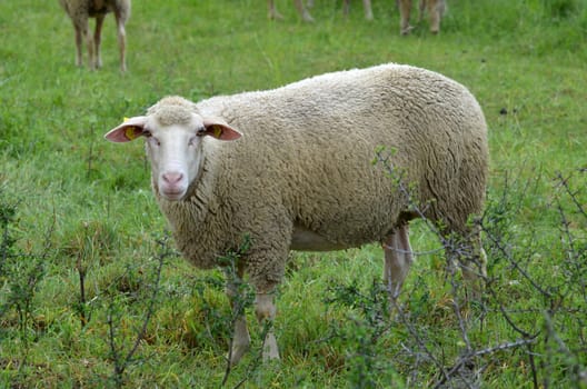 sheep