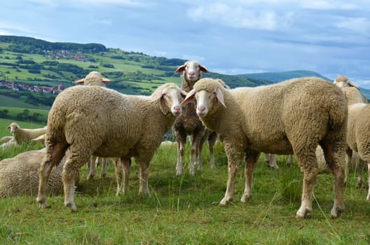 sheep
