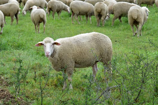 sheep