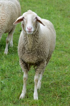 sheep
