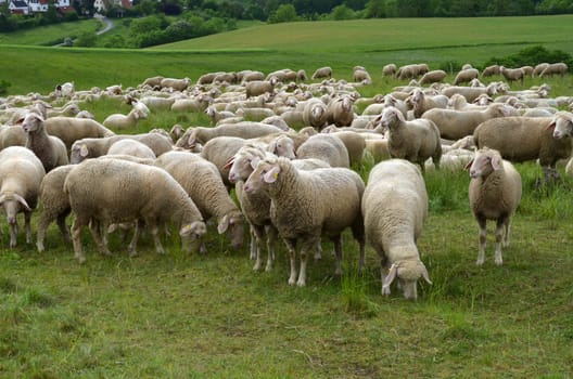 sheep